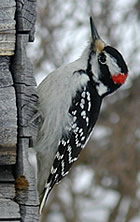 Woodpecker